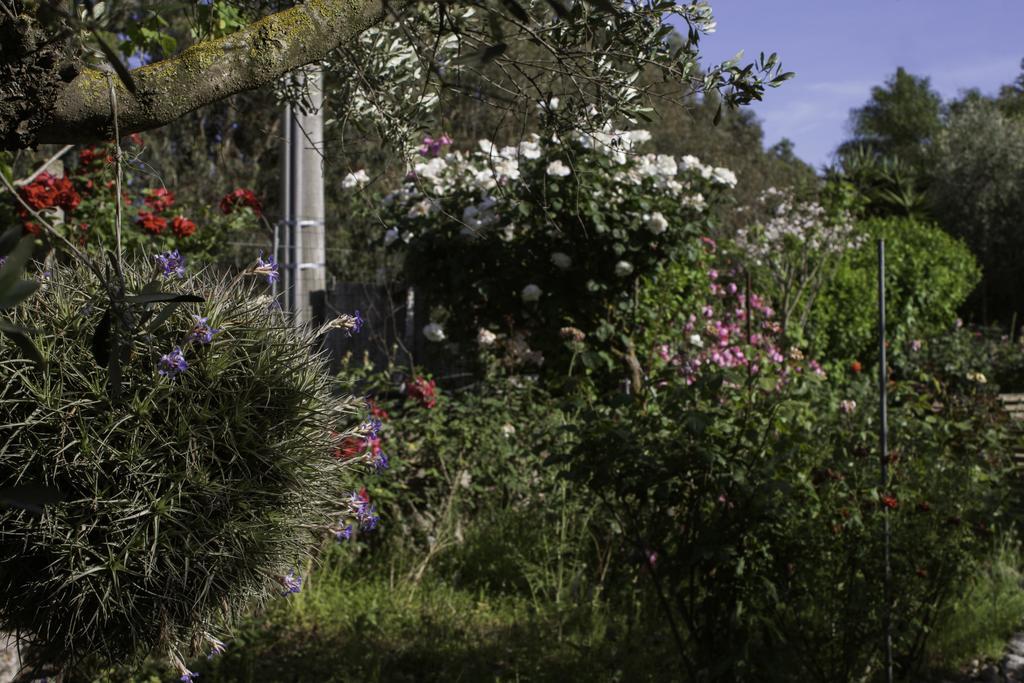 Il Vecchioliveto Di Ornella Bed & Breakfast Marrubiu Exterior photo